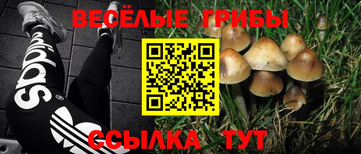 Псилоцибиновые грибы Cubensis Елабуга
